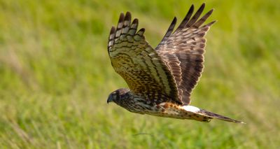 Satellite tagging reveals illegal threat to hen harriers
